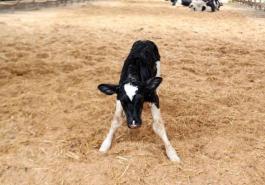 一鸣食品奶牛育种获新突破，首批南方奶牛良种“胚胎牛”出生